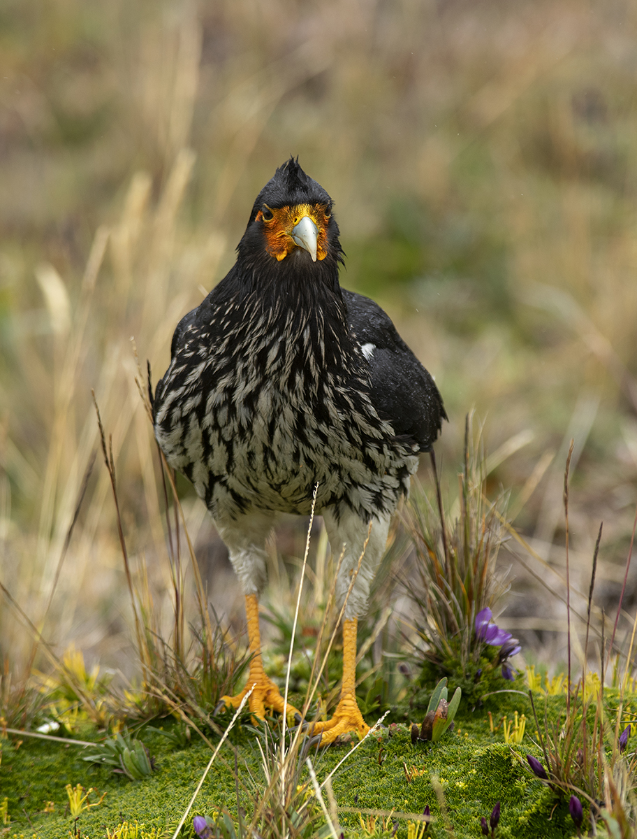 Carunculated Caracara