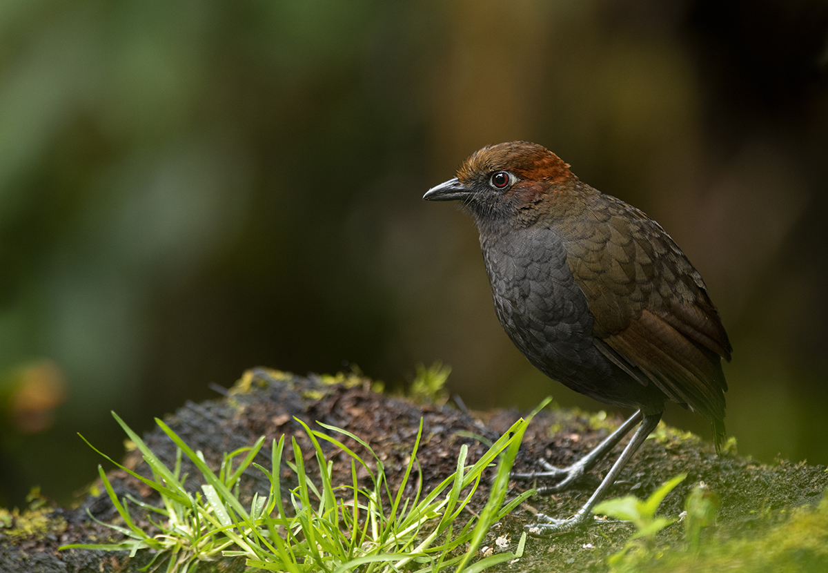 Chestnut naped Antpitta