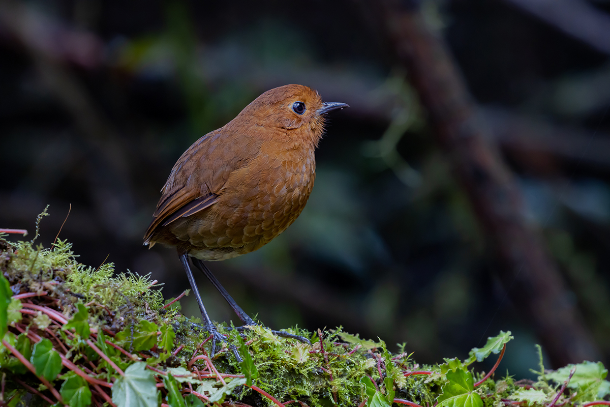 Equatorial Antpitta