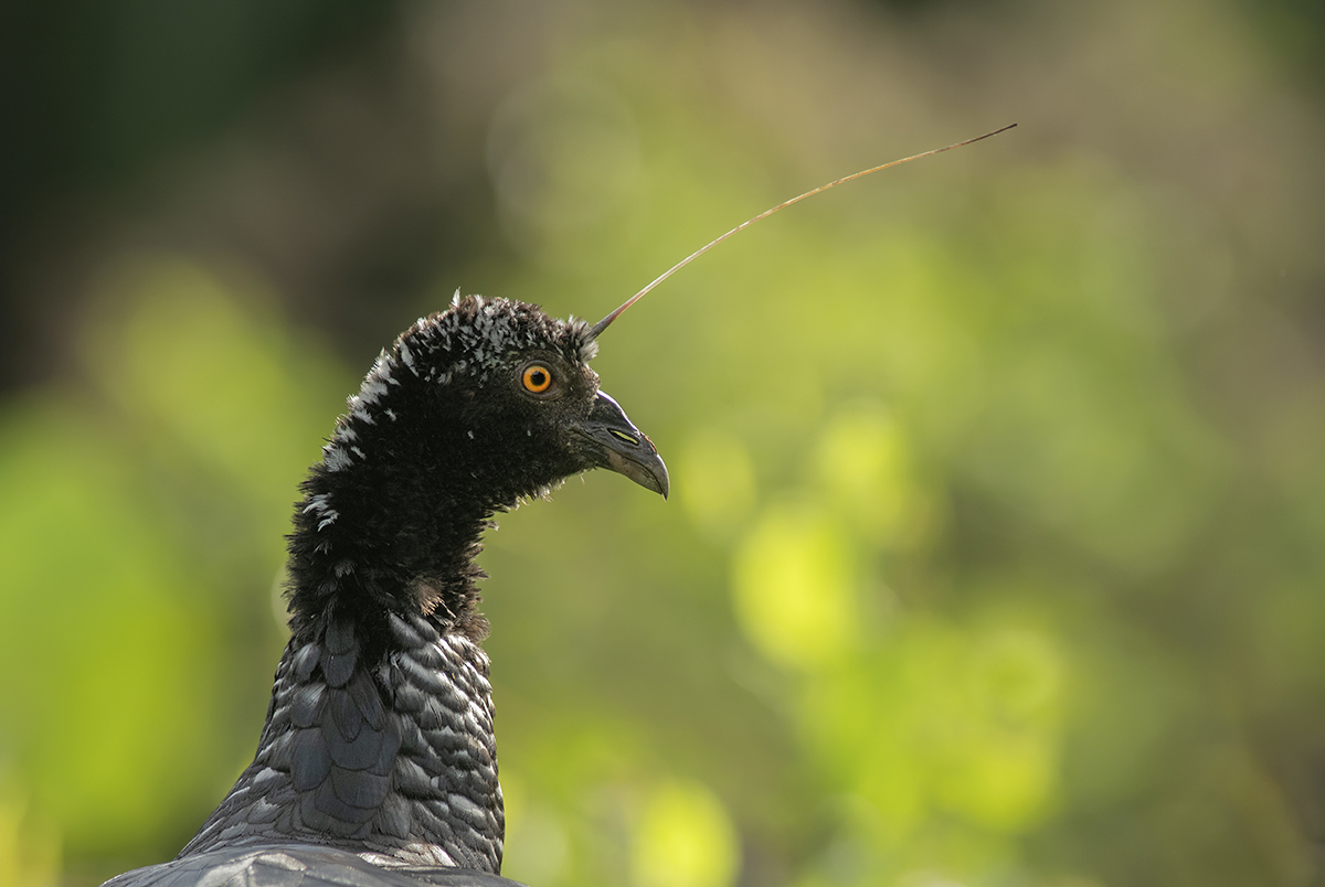 Horned Screamer
