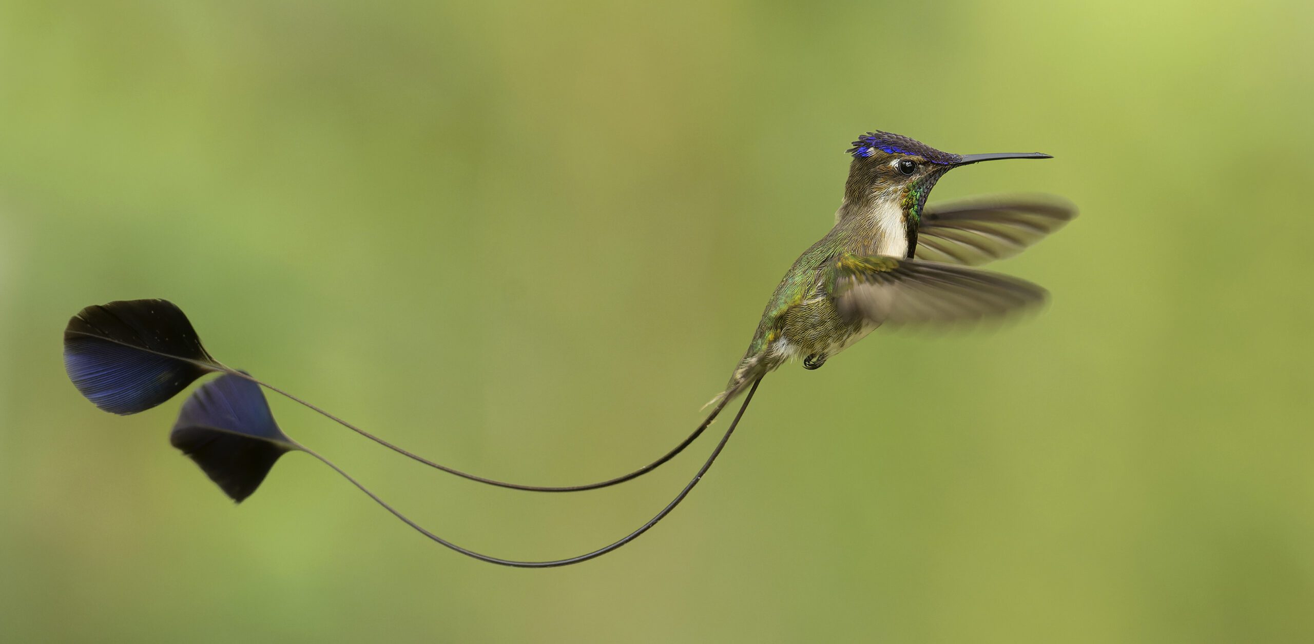 Hummingbirds Photo Trip Marvelous Spatuletail
