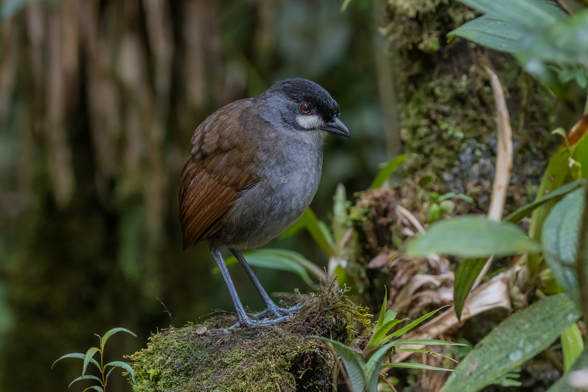 Jocotoco Antpitta