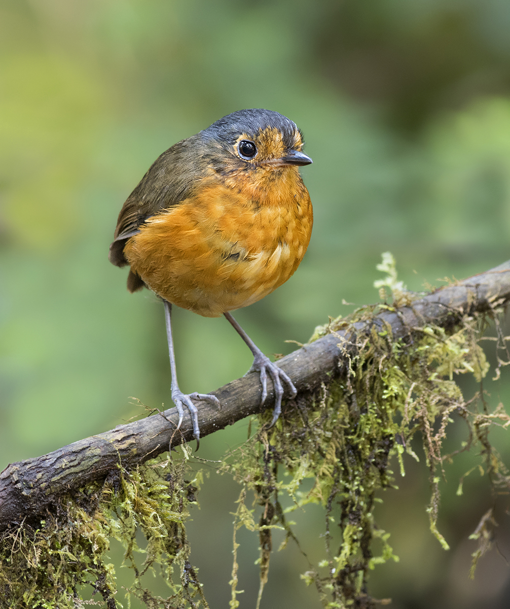 Slate crowned Antpitta