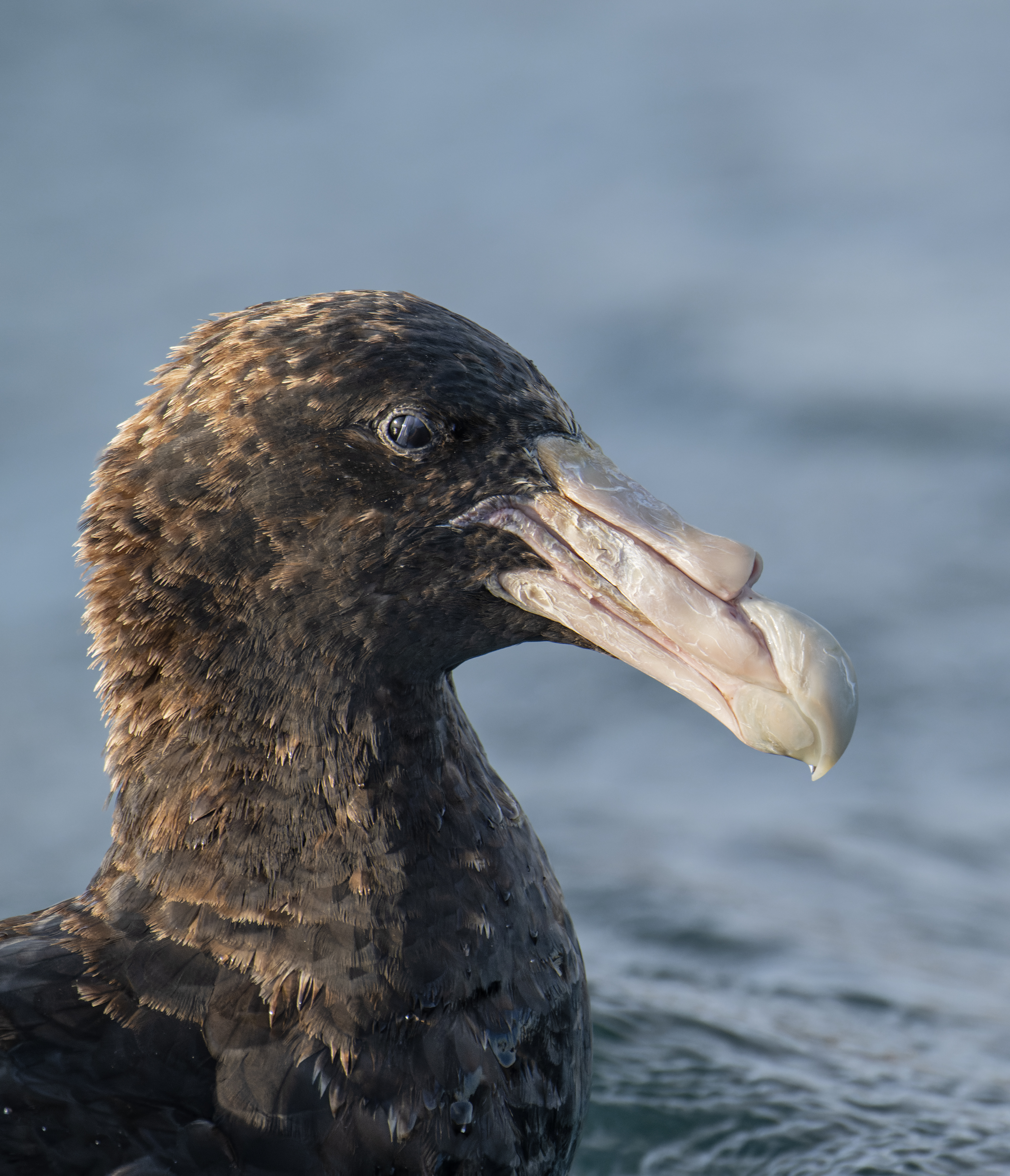 Southern Giant Petrel