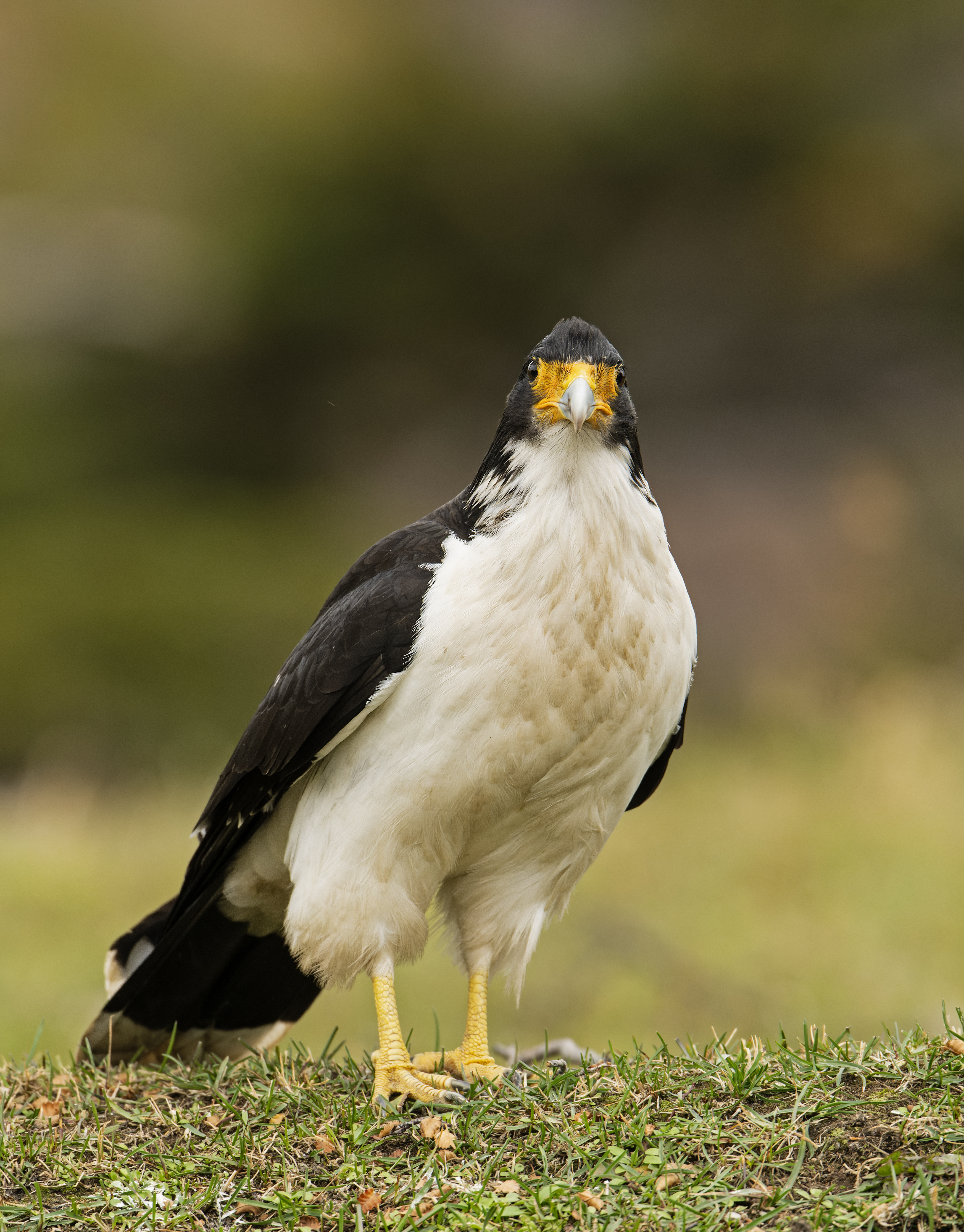 White throated Caracara