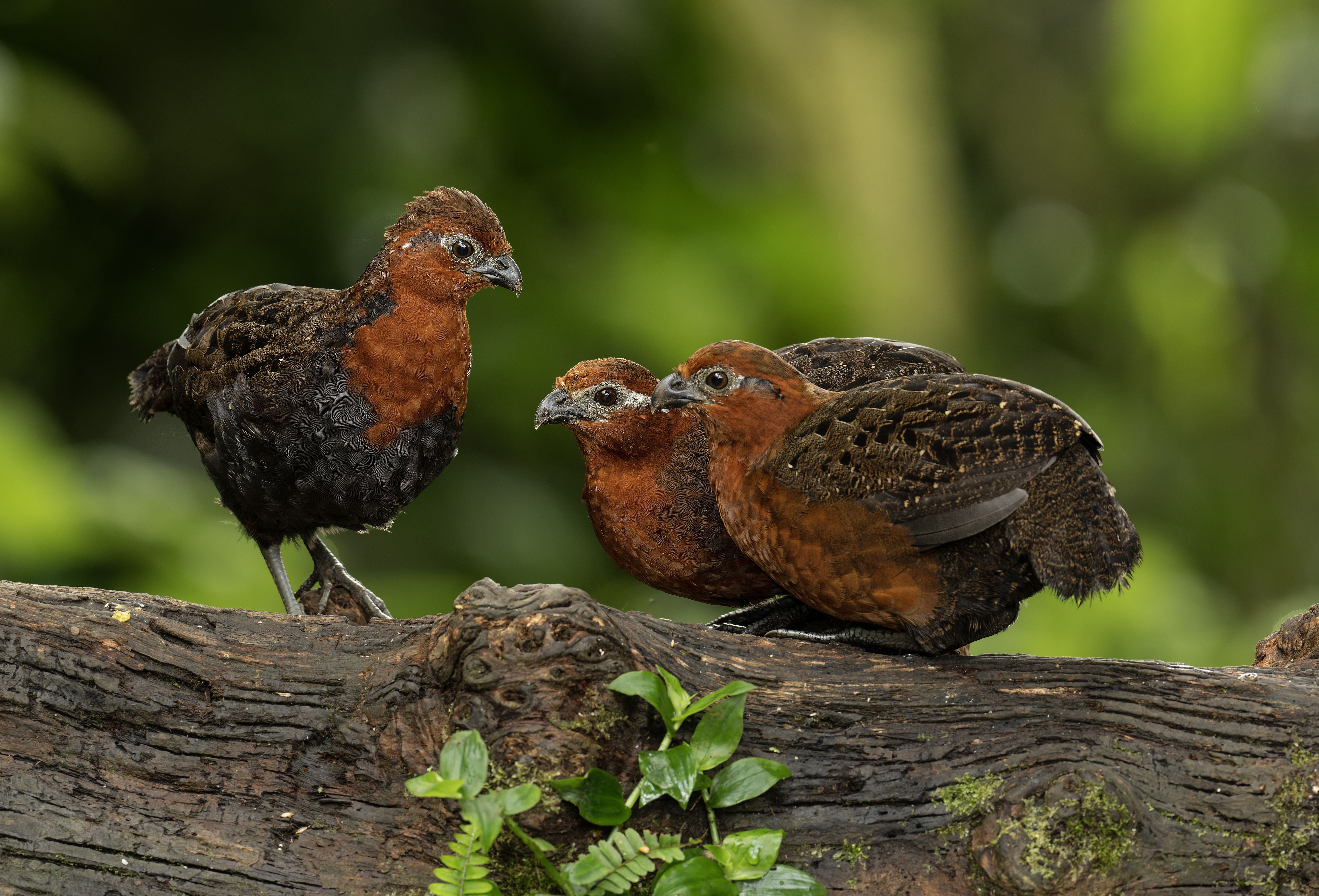 Chestnut Wood Quail