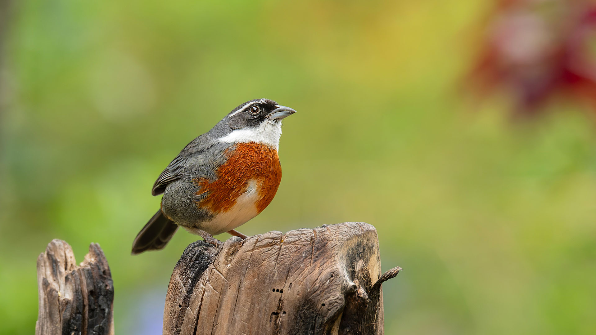 Chestnut-breasted Mountain Finch (Poospizopsis caesar) perched on a trunk