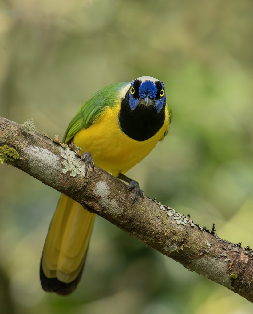 Green Jay