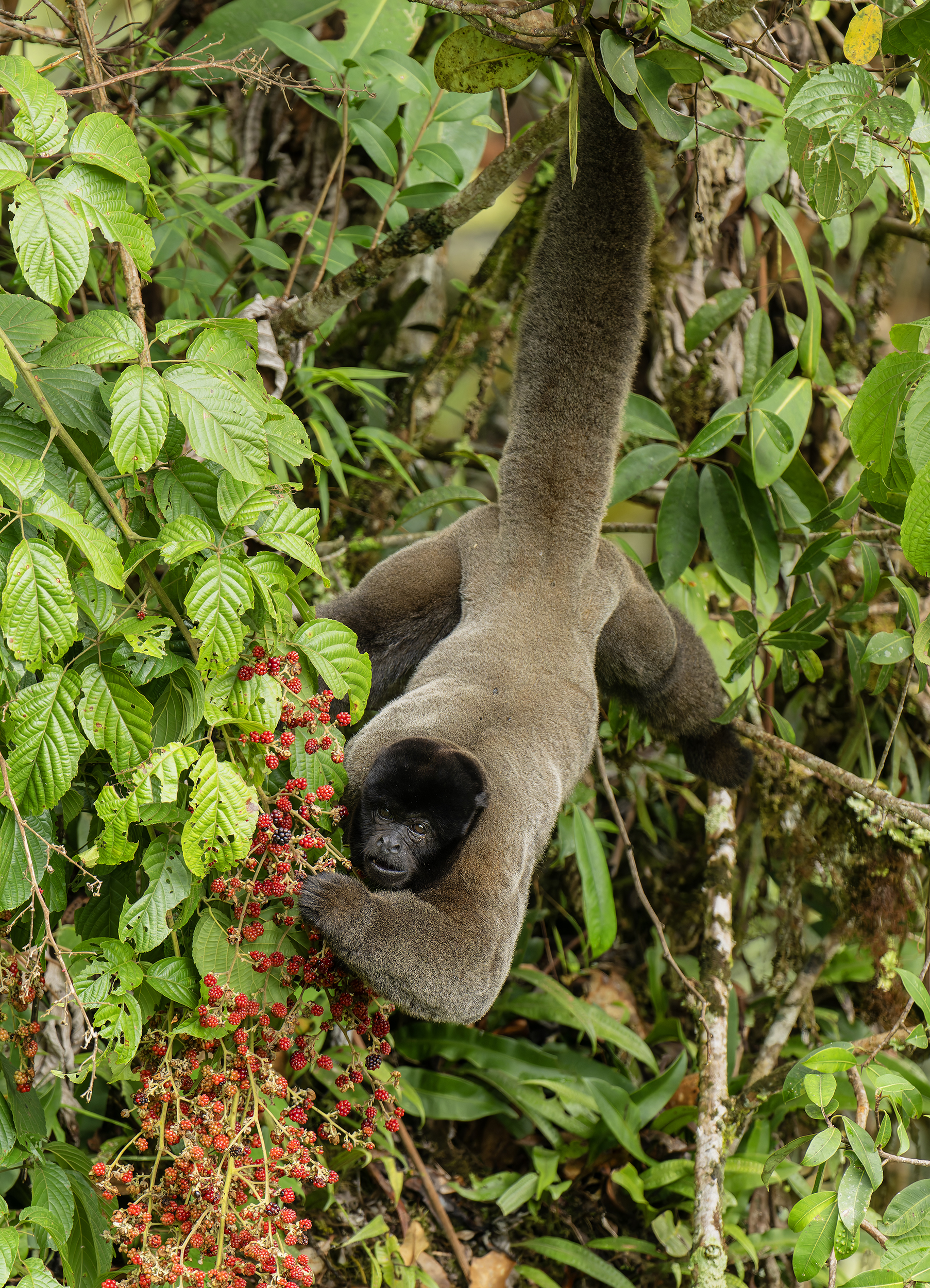 Humboldt’s Woolly Monkey