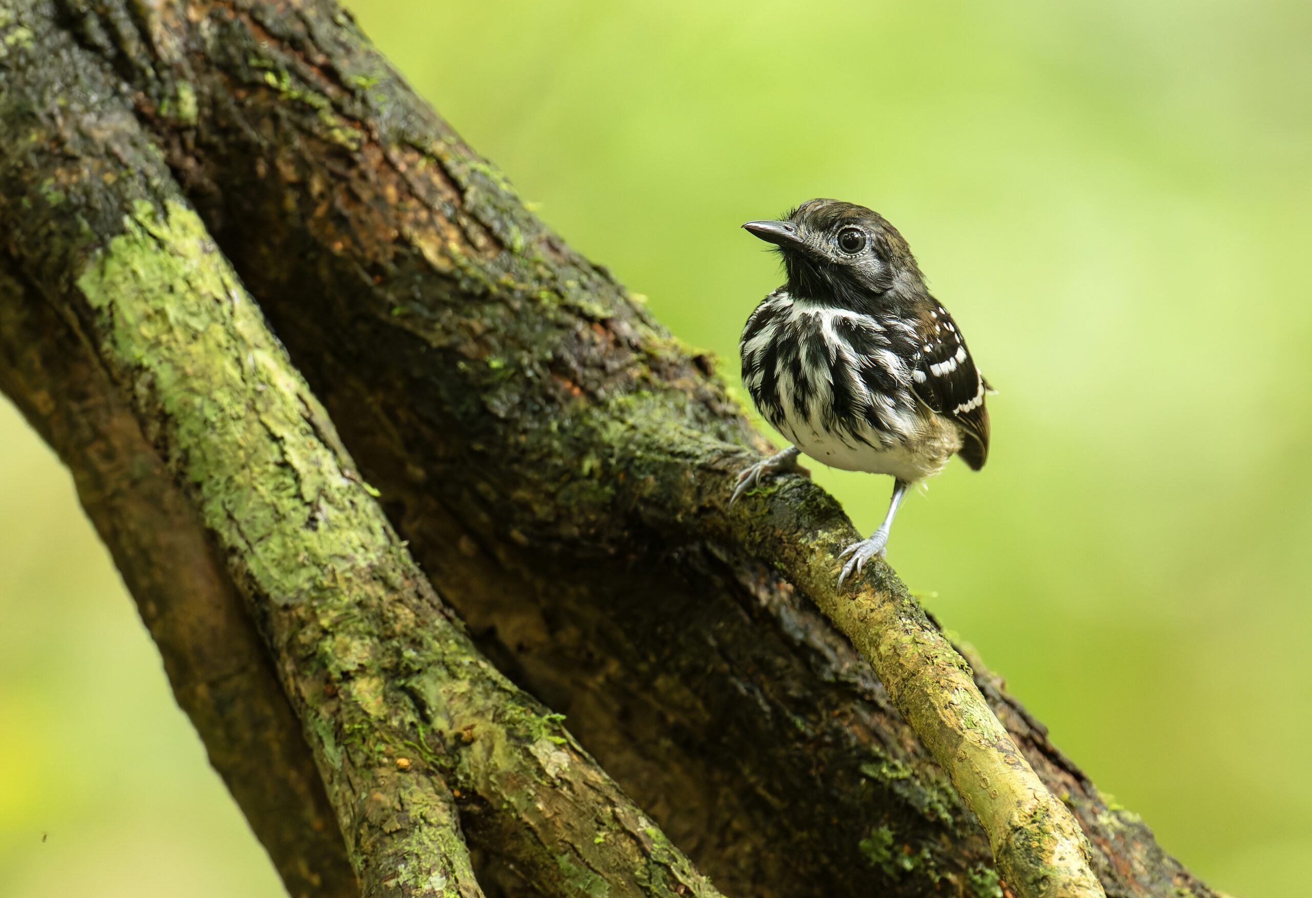 Dot backed antbird