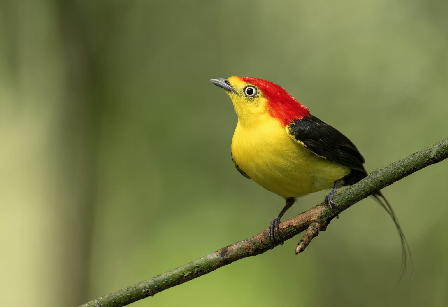 Wire-tailed Manakin