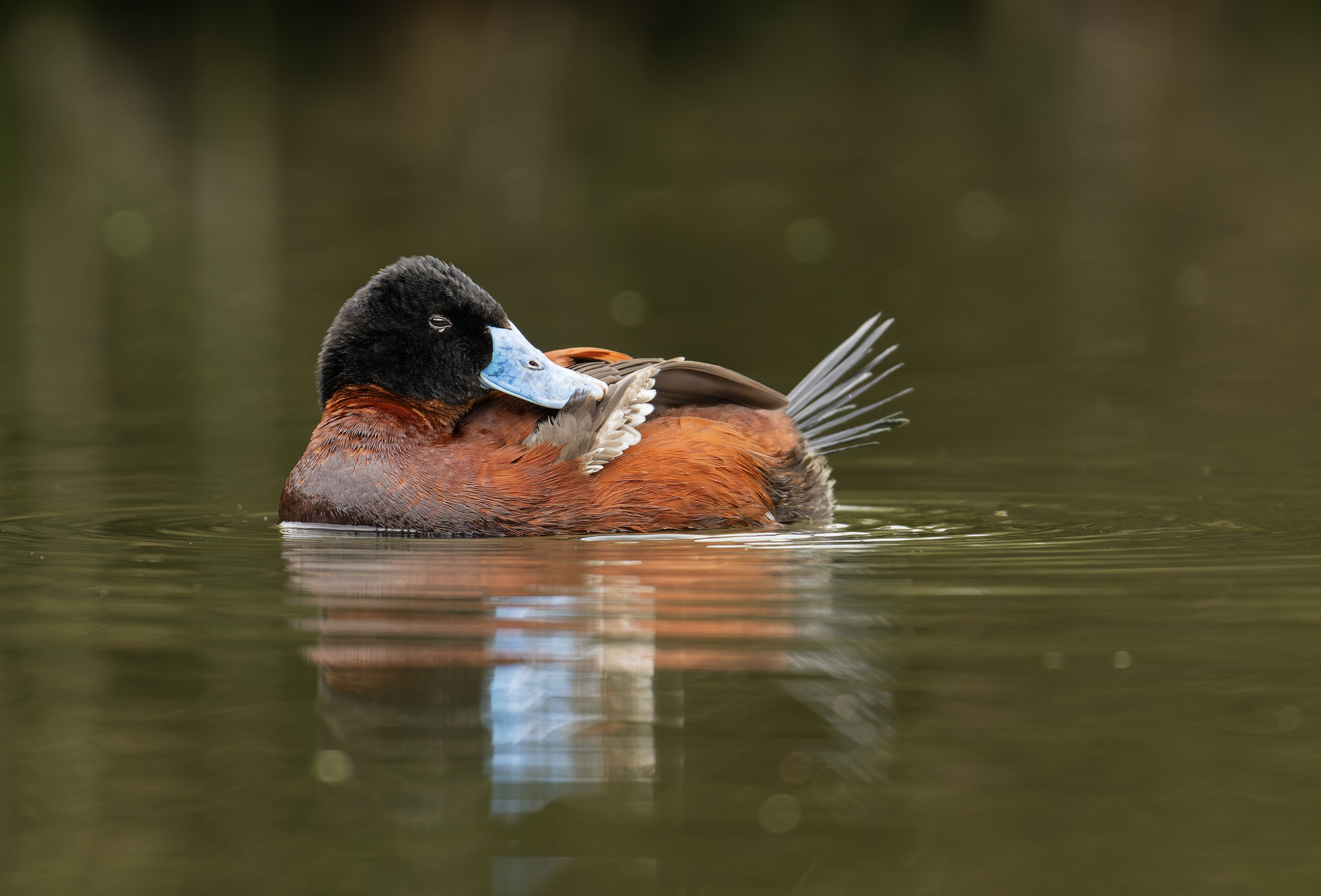Andean duck washing.jpg