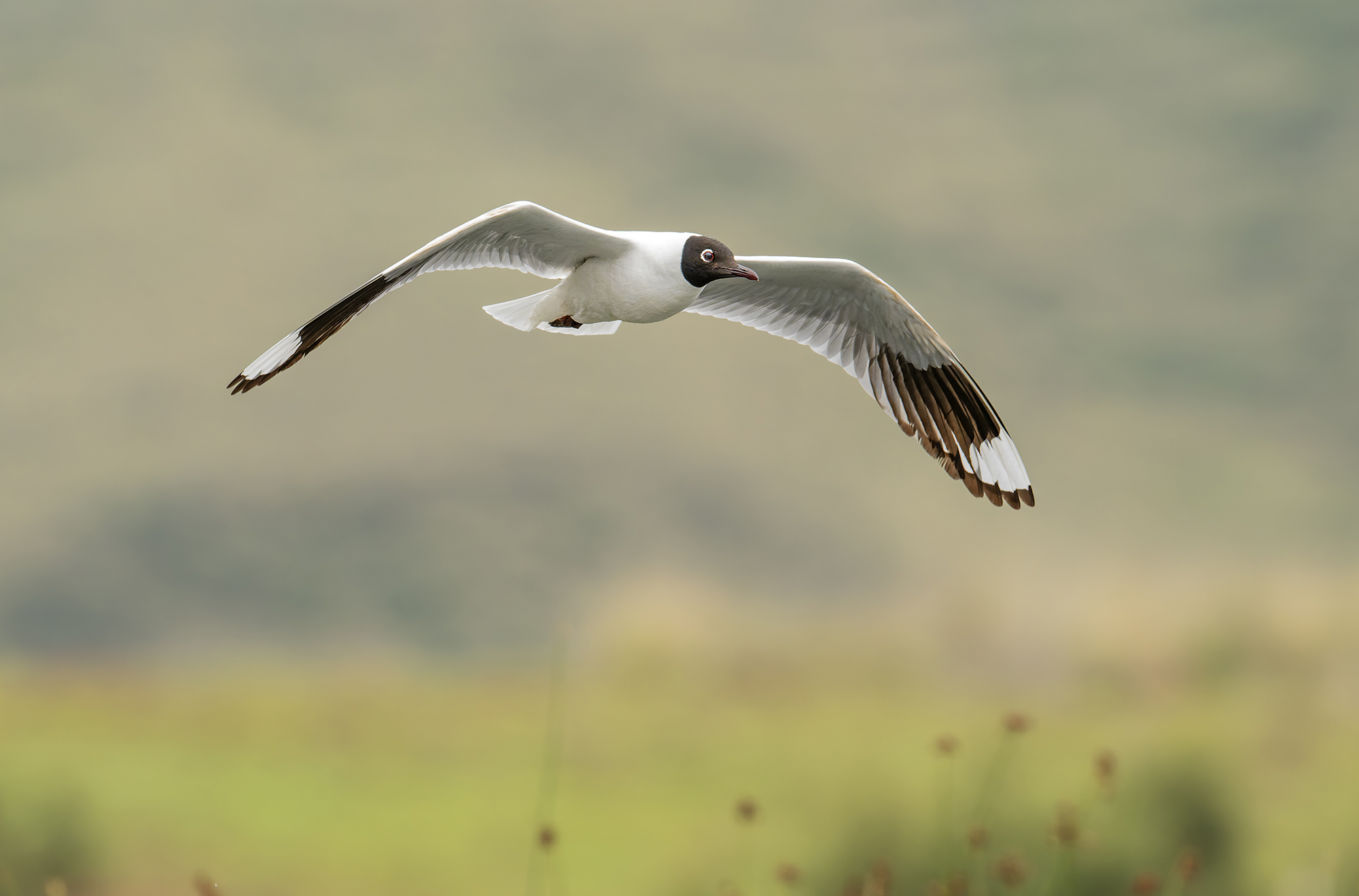 Andean gull