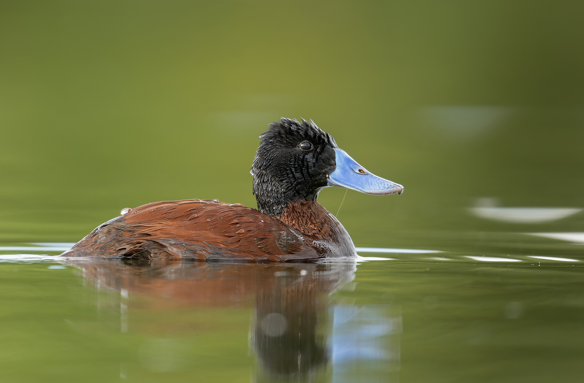 Andean Duck