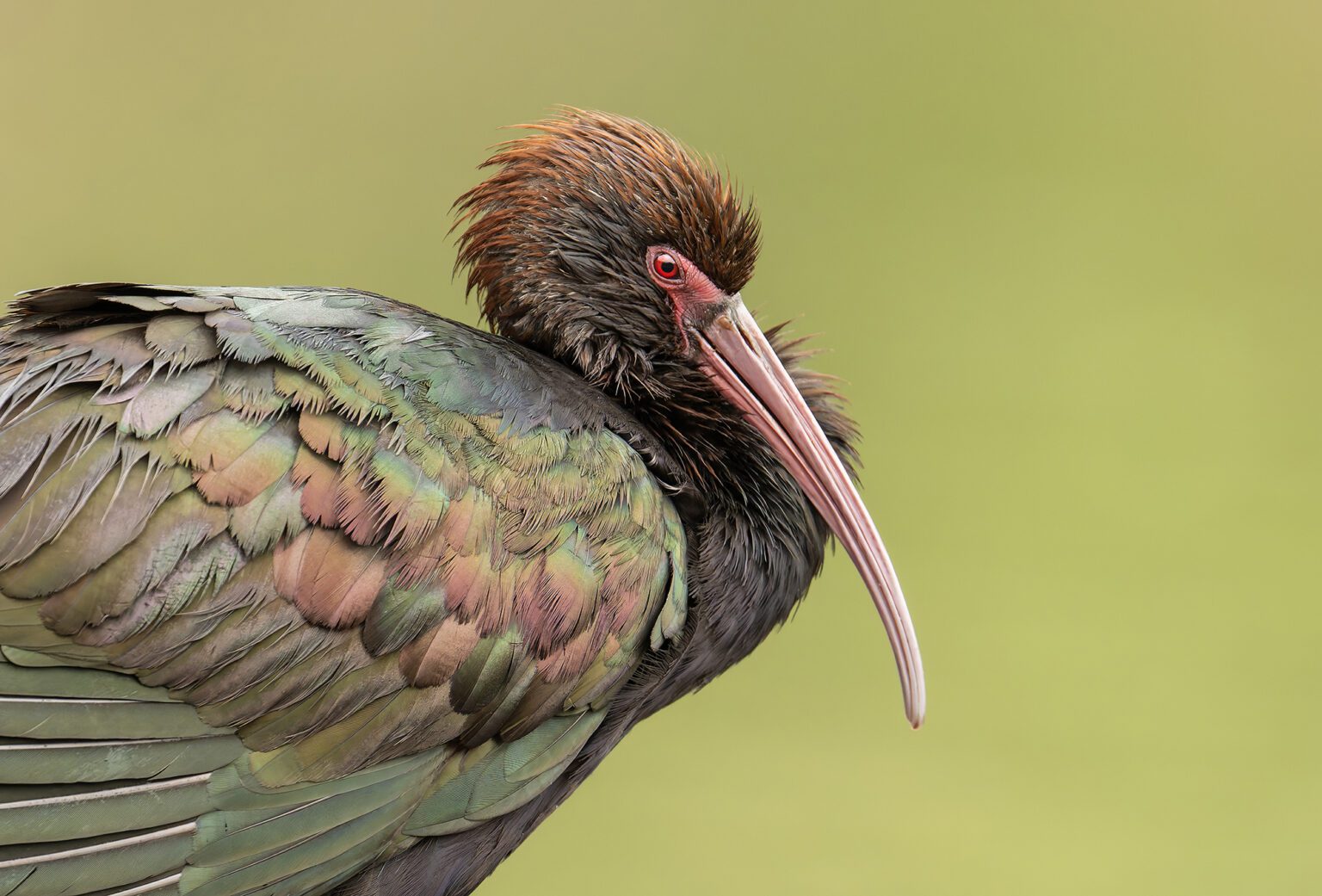 Puna ibis portrait