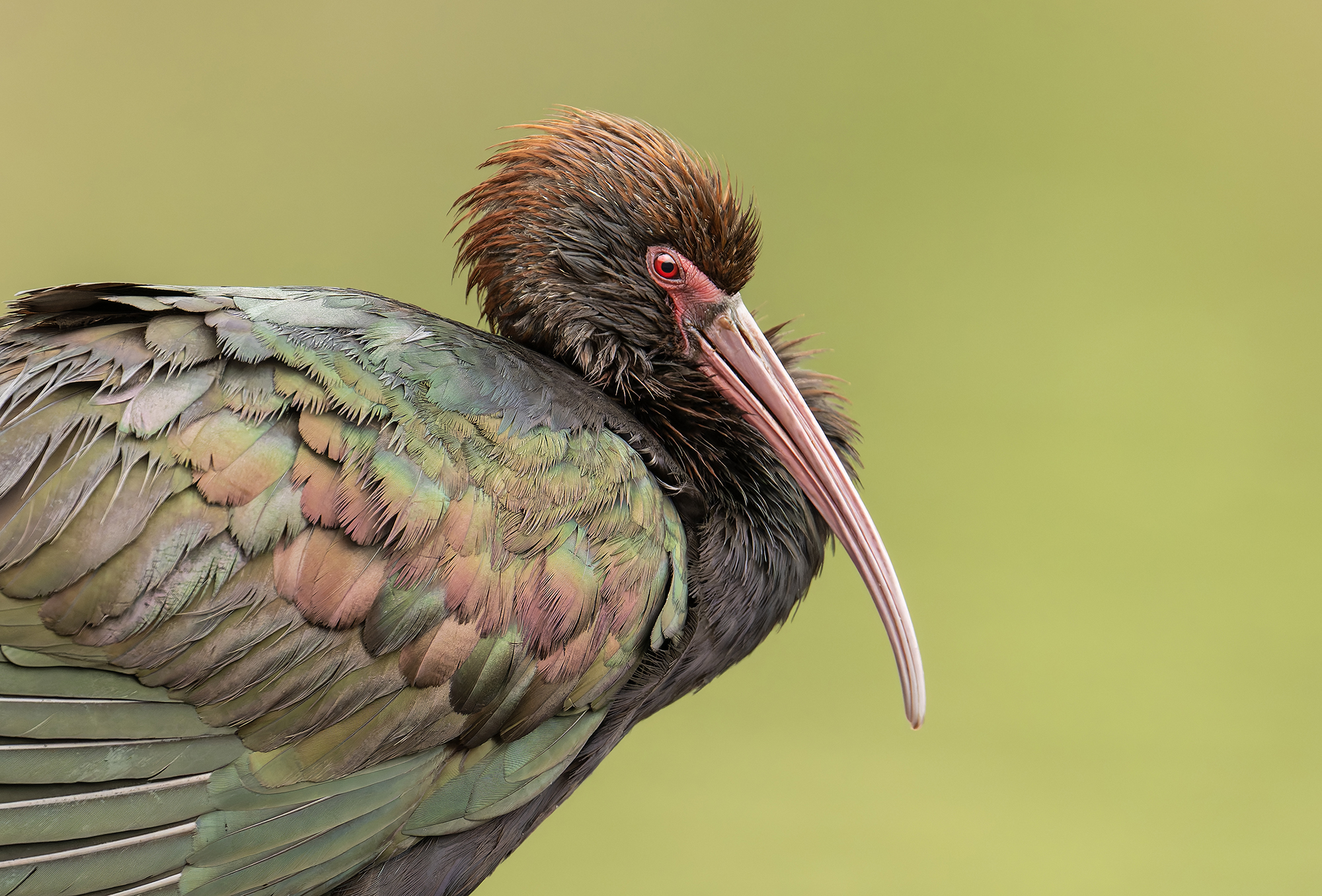 Puna ibis portrait