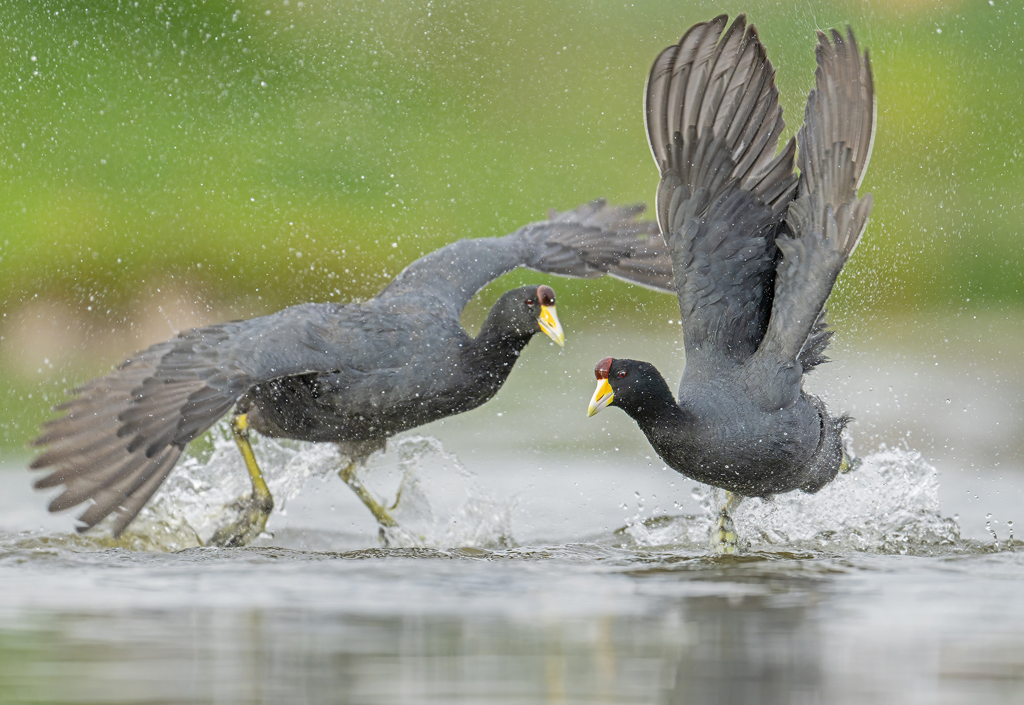 Slate colored coots