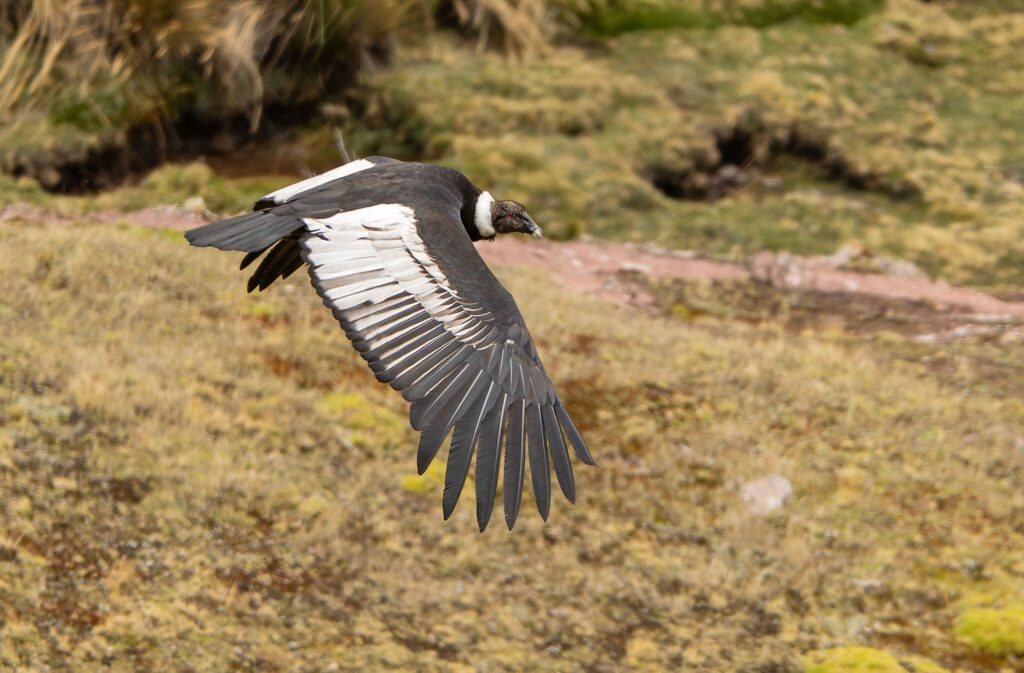 Andean Condor