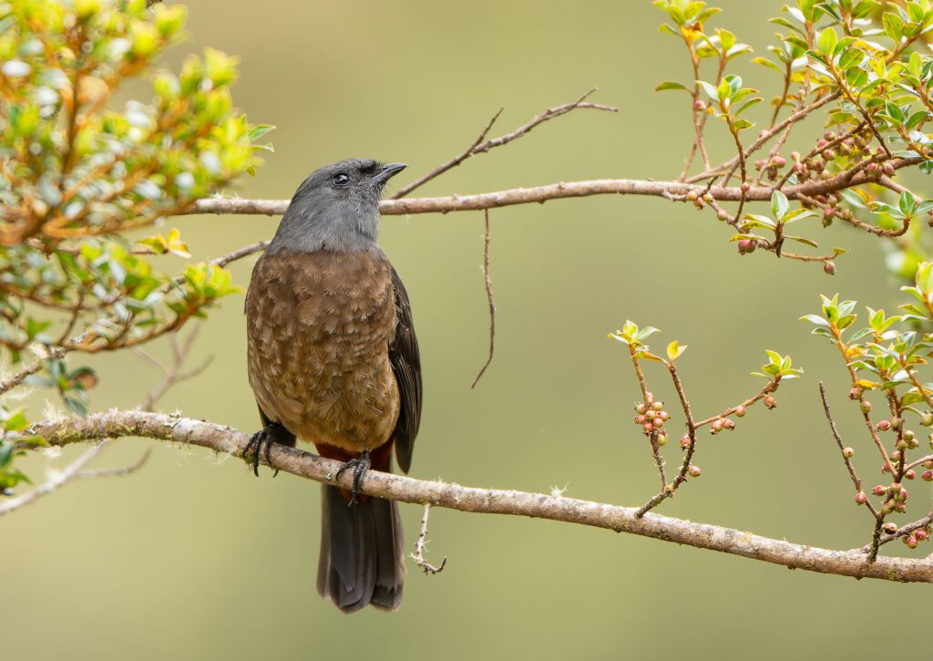 Bay vented Cotinga