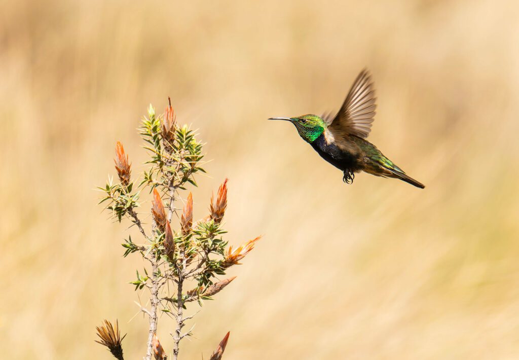 Black breasted Hillstar