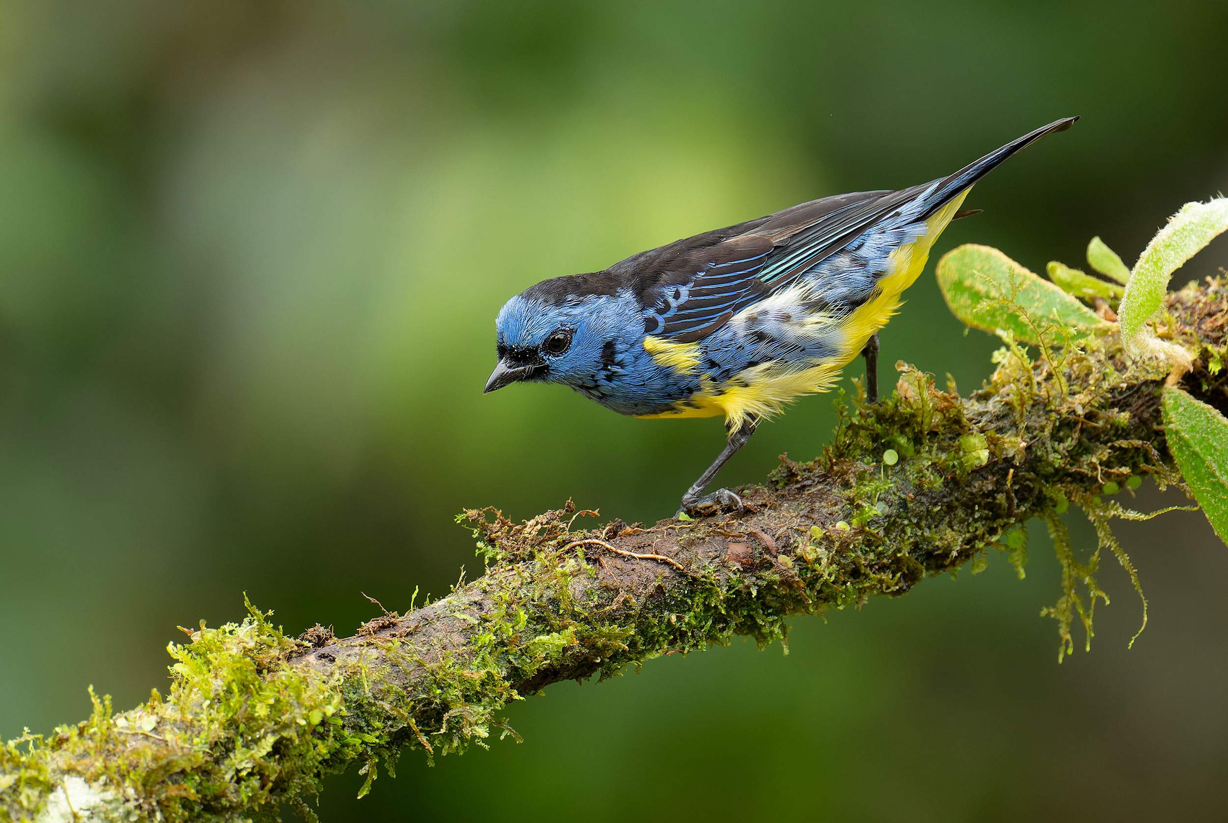 Turqois Tanager