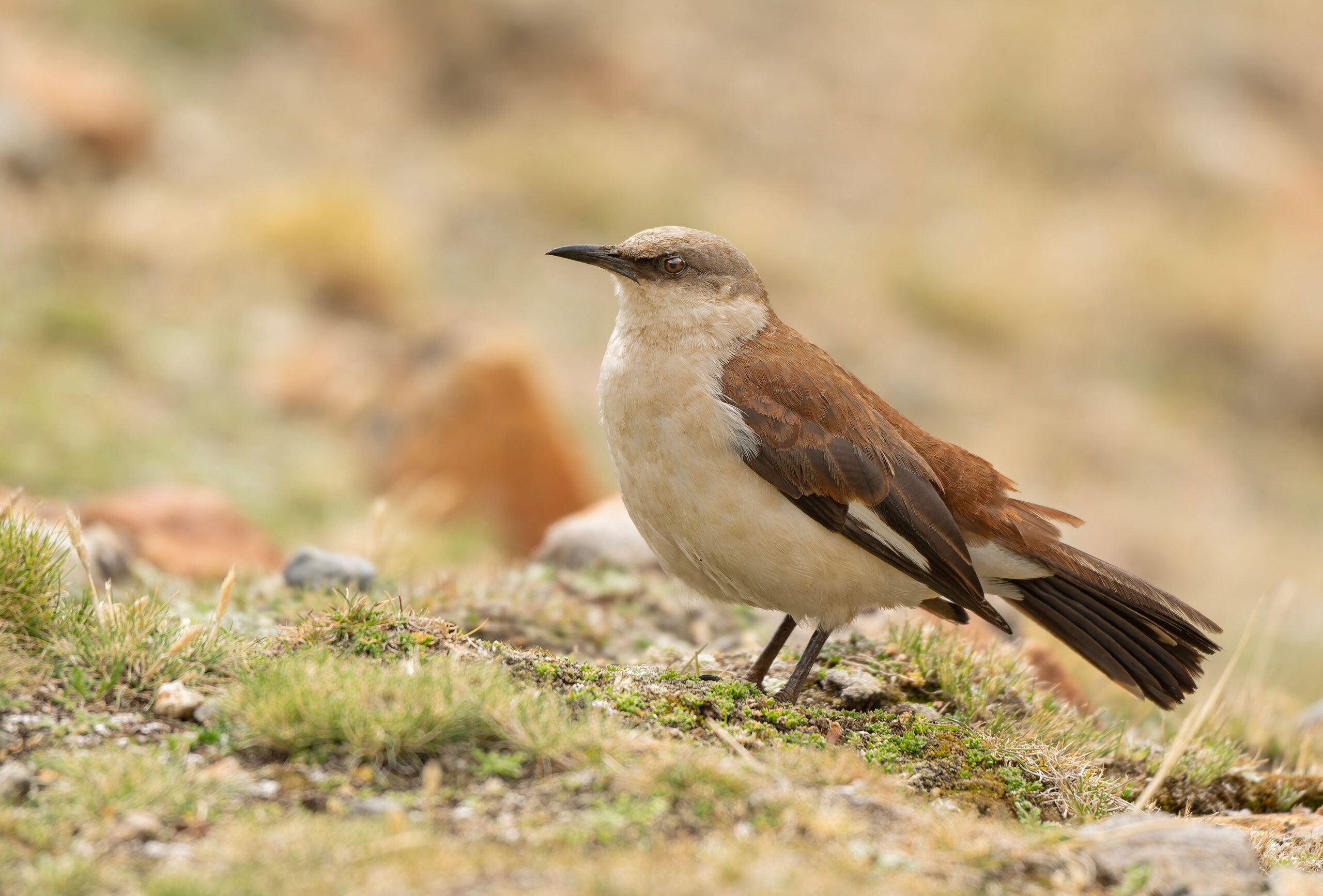 White bellied Cinclodes