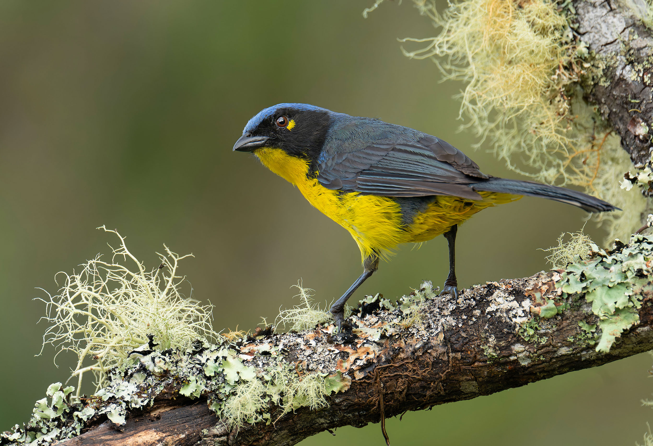 Black cheeked Mountain Tanager