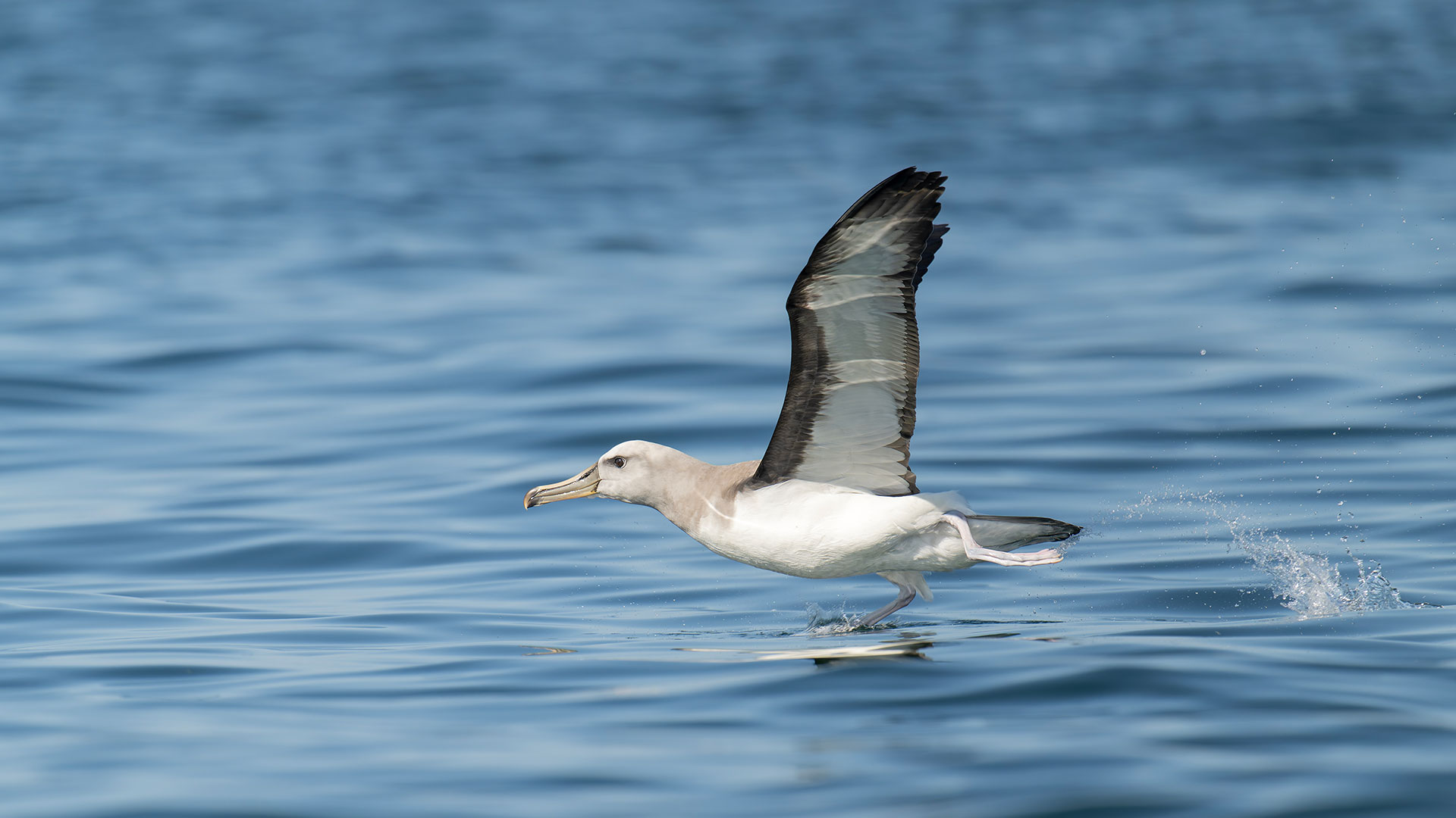 Buller's Albatross photographed during a pelagic tour in Arequipa, Peru.