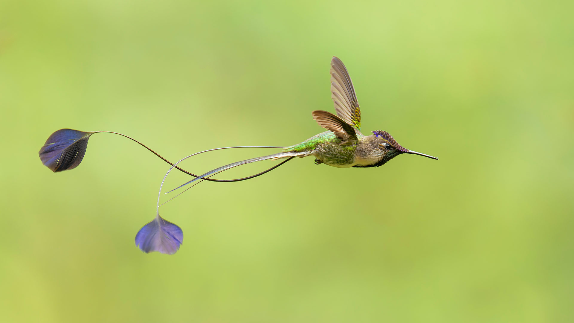 Marvelous Spatuletail (Loddigesia mirabilis) in flight