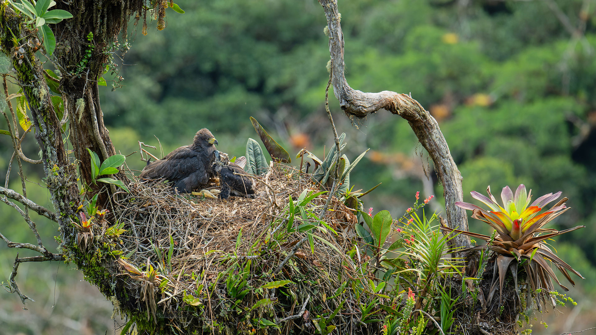 Solitary Eagle (Buteogallus solitarius) with a chick on a nest in a tree with bromeliads
