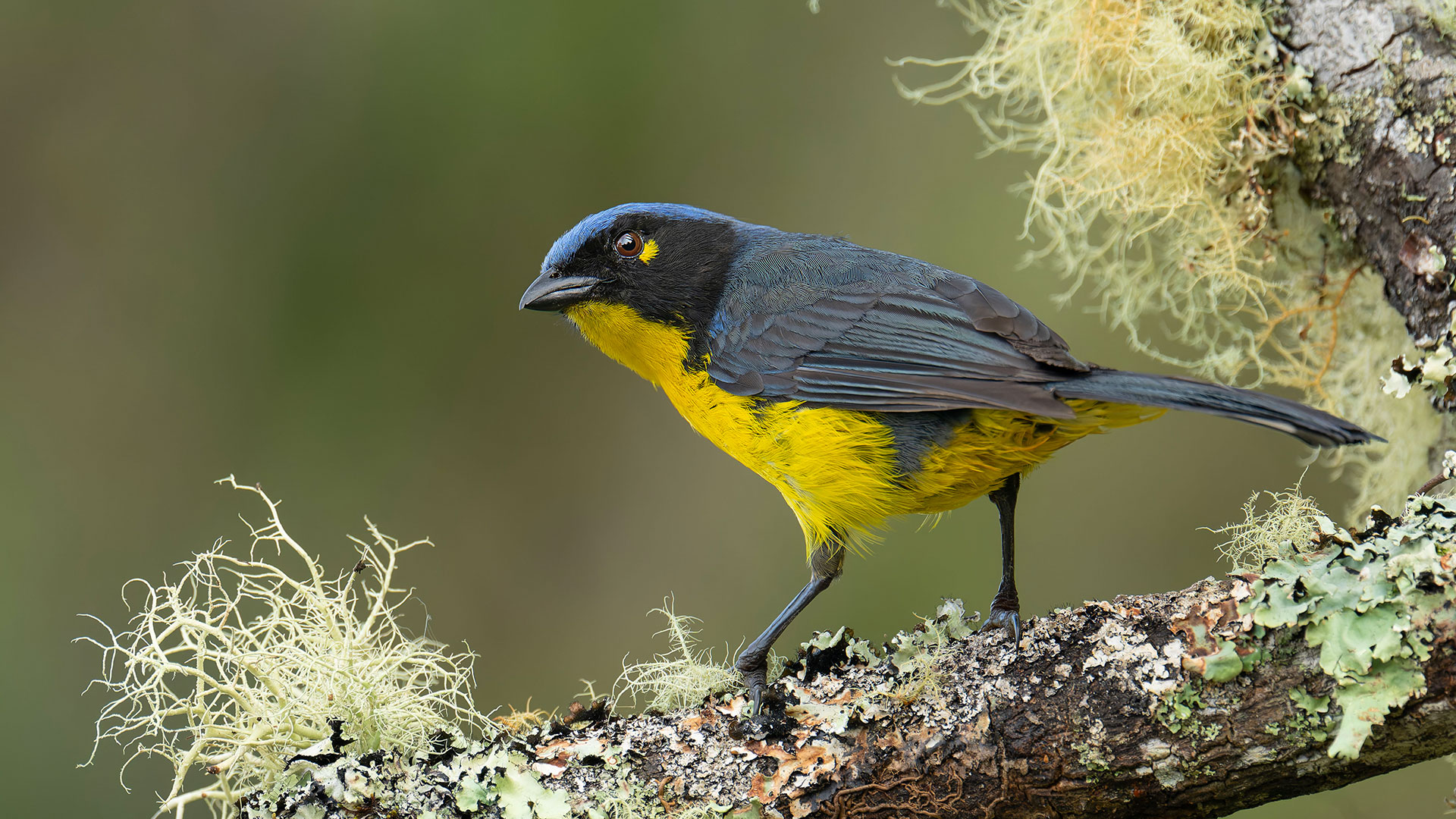 Black-cheeked Mountain Tanager (Anisognathus melanogenys) perched on a mossy branch