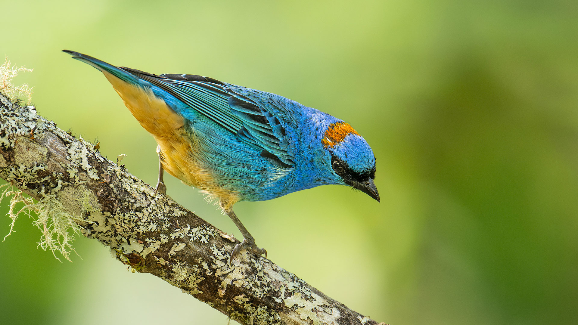 Golden-naped Tanager (Chalcothraupis ruficervix) perched on a branch