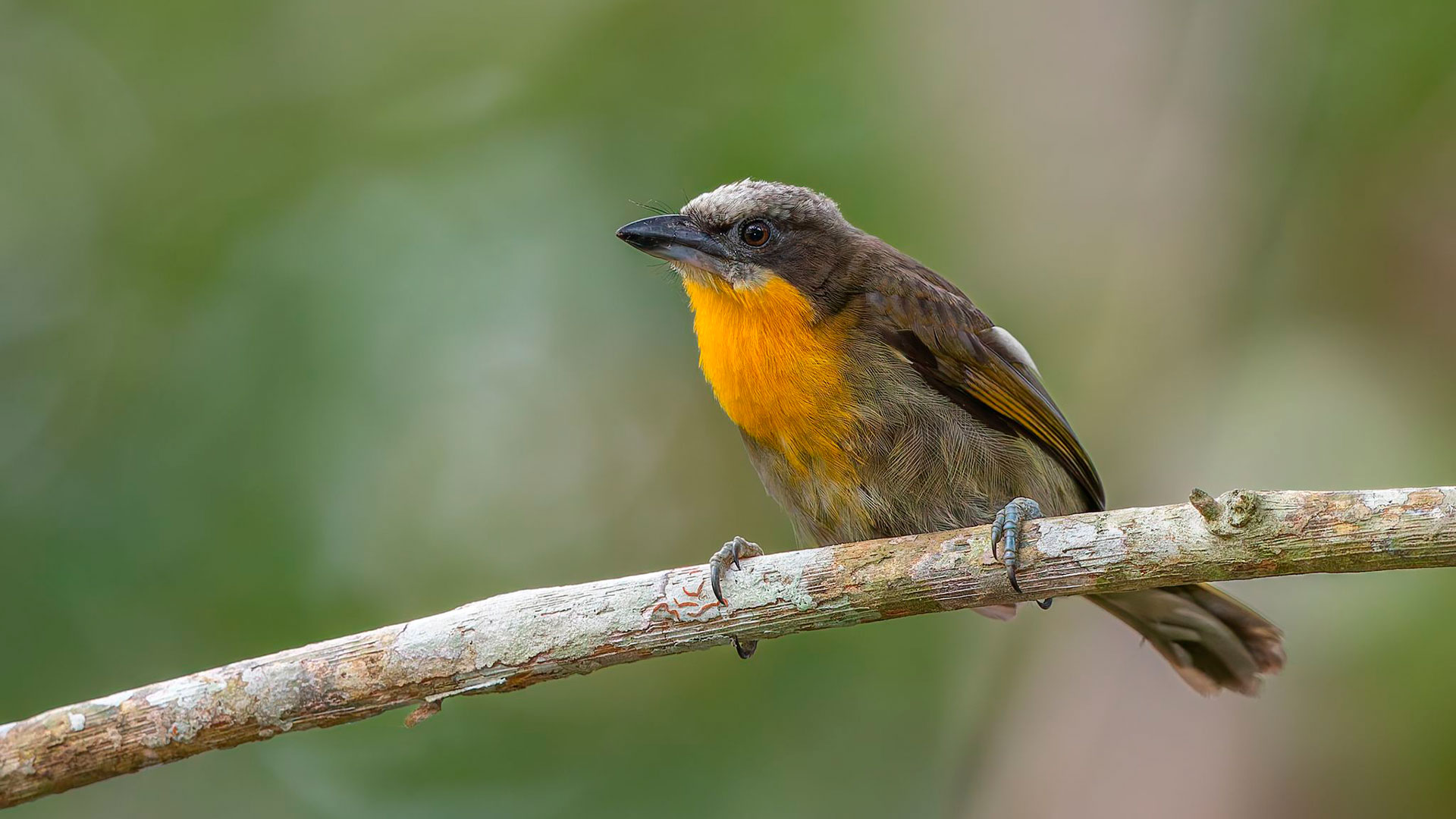 Scarlet-crowned Barbet (Capito aurovirens) female perched on a branch