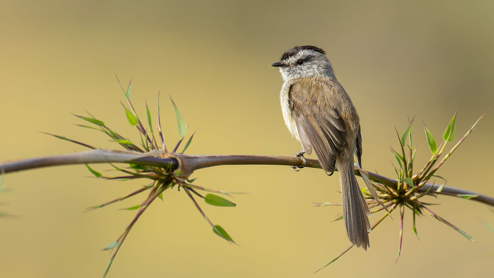 Unstreaked Tit-Tyrant (Uromyias agraphia) perched on a bamboo branch