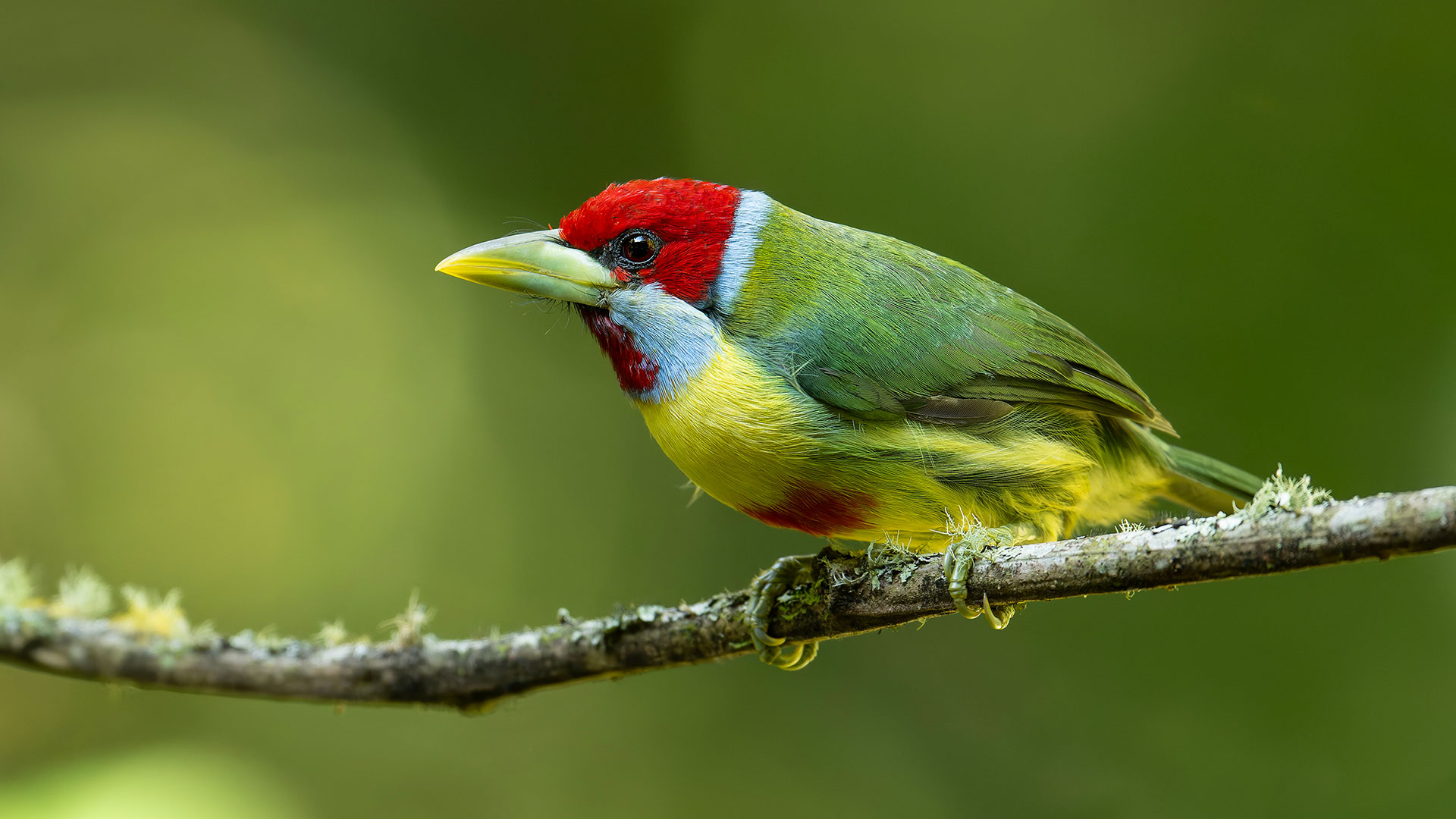 Versicolored Barbet (Eubucco versicolor) perched on a branch