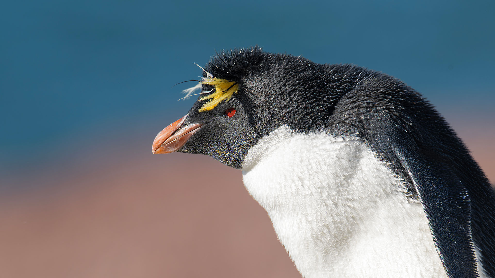Western Rockhopper Penguin (Eudyptes chrysocome) portrait