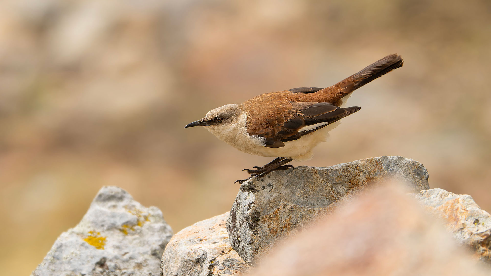 White-bellied Cinclodes (Cinclodes palliatus) perched on a rock